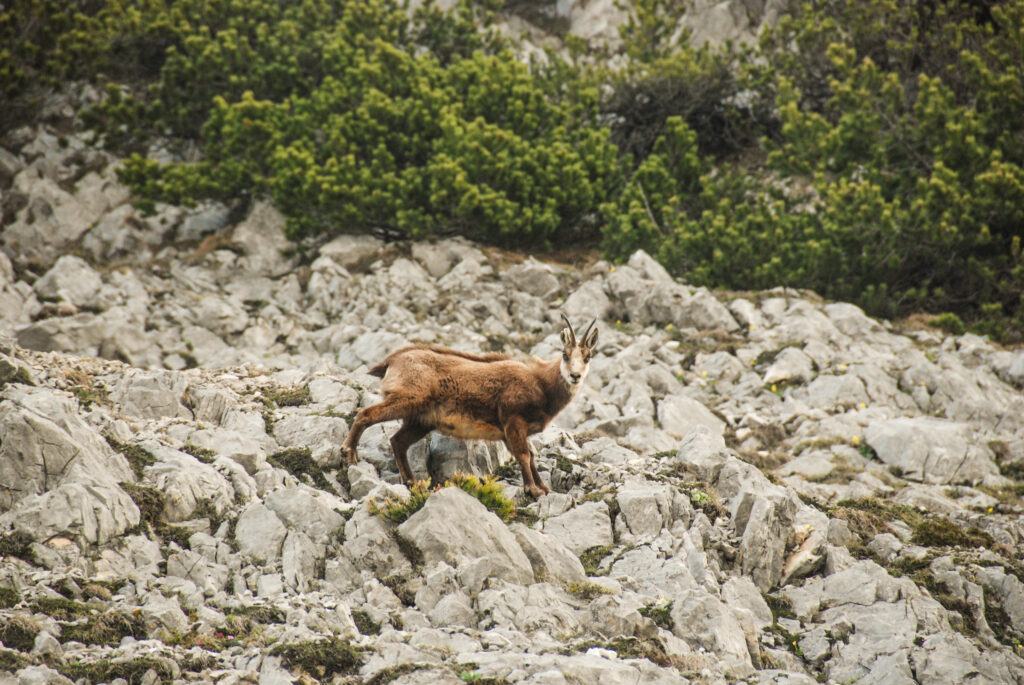 Big Five: Chamois in the Nature Park Karwendel