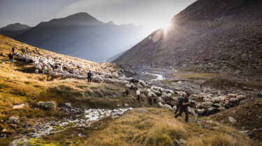 A world cultural heritage sheep drive in the Ötztal Alps