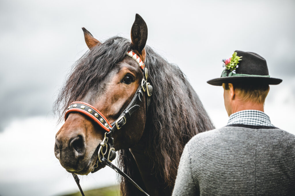 Nach einer intensiven Decksaison erwartet die Hengste des Tiroler Noriker Pferdezuchtverbandes die Sommerweide.