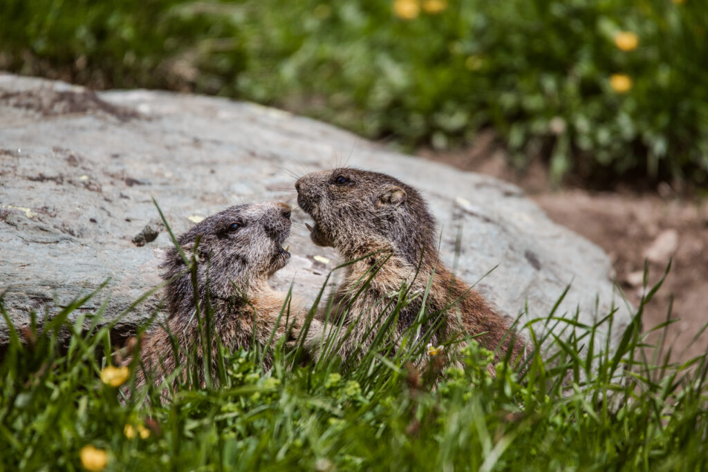 Murmeltiere im Nationalpark Hohe Tauern