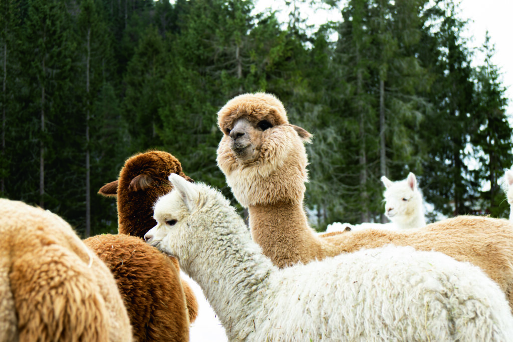 Zu Besuch bei den Alpakas in Seefeld