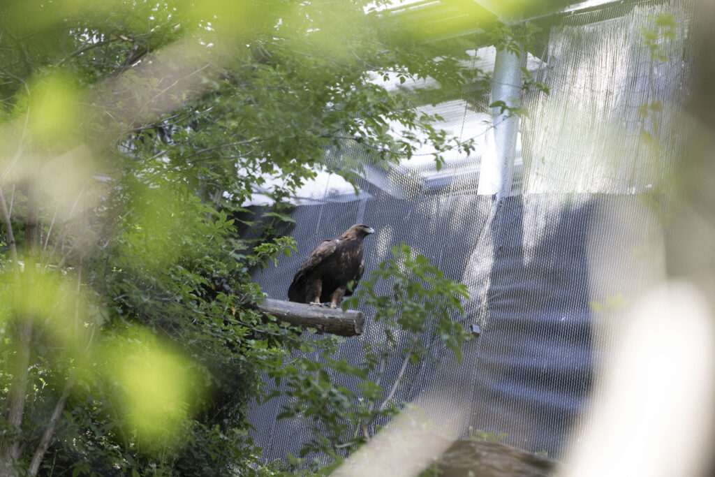 Steinadlergehege im Alpenzoo Innsbruck