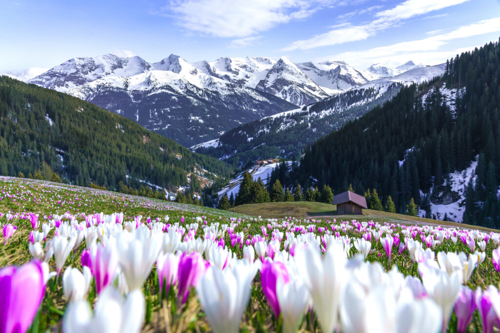 Frühling im Zillertal