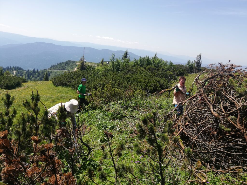 Bergwaldprojekt des Österreichischen Alpenvereins