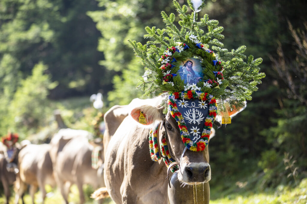 Copyright Archiv TVB Tux-Finkenberg, Fotograf: Hannes Sautner