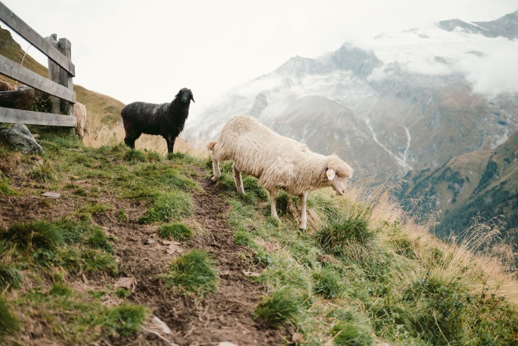 Schafabtrieb in Kals am Großglockner
