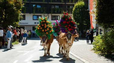 Almabtrieb 2025 im Brixental (c) TVB Kitzbüheler Alpen - Brixental, Fotograf Stefan Ringler