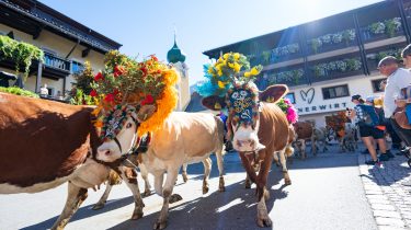 Almabtriebe im Brixental (c) TVB Kitzbüheler Alpen-Brixental, Fotograf Licht&Motiv Media