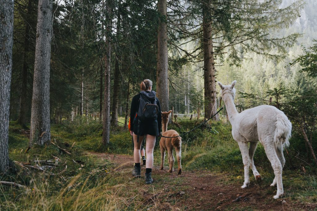 Alpaka-Wanderung in Gschnitz