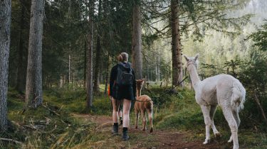 Alpaka-Wanderung in Gschnitz