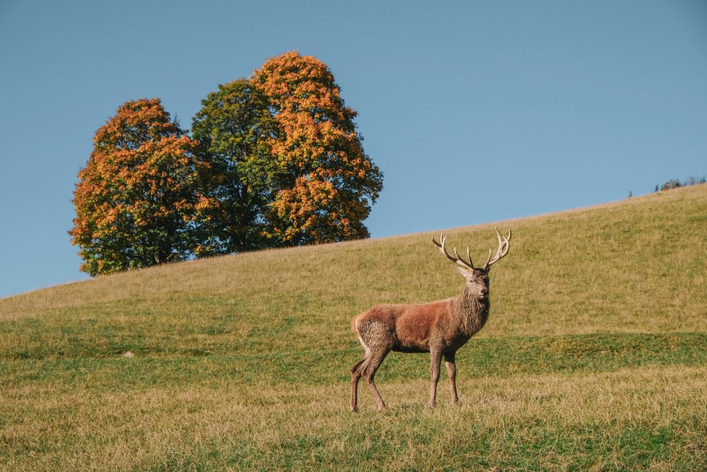 Wildpark Aurach