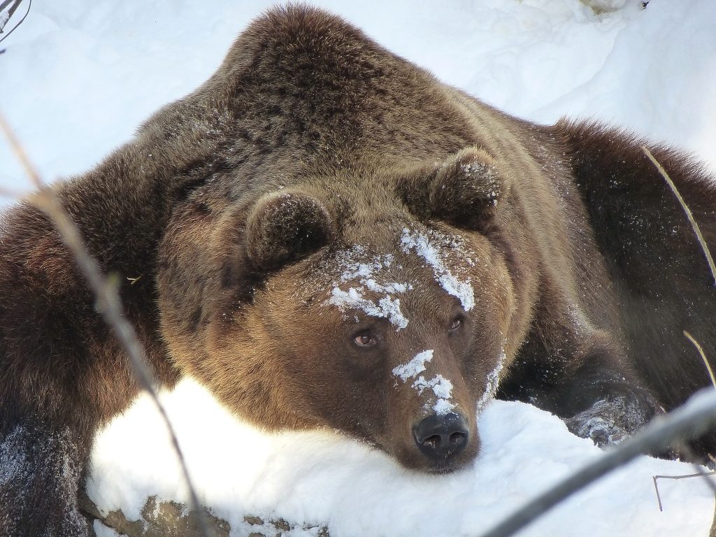Braunbär im Alpenzoo in Innsbruck