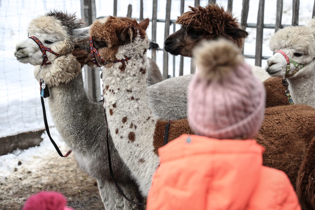 Erlebnisse, die in Erinnerung bleiben – von Alpakawanderungen bis hin zu Winterabenteuern lassen sich im Erlebnisshop des Wipptals zahlreiche Aktivitäten für die ganze Familie entdecken und buchen.