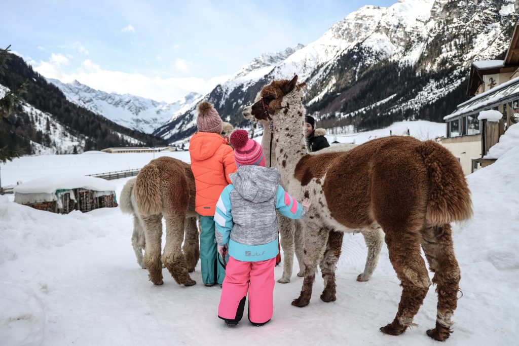 Familienmoment im Schnee – Alpakas aus nächster Nähe erleben