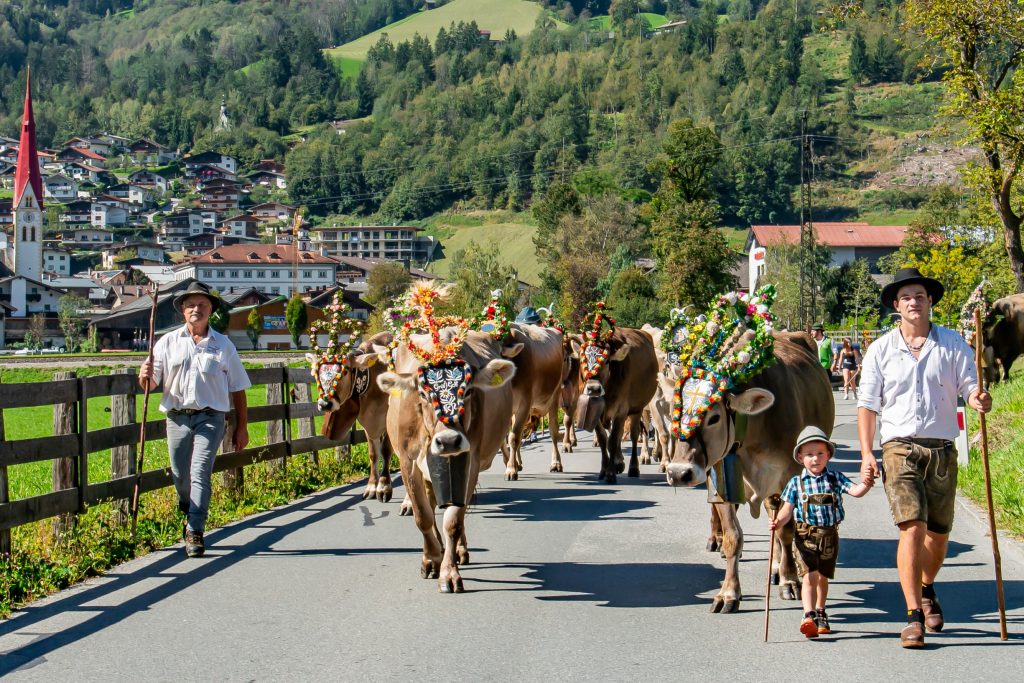 Almabtrieb - Kühe vom Brandstatt Bauern auf dem Weg von Fügen nach Hart im Zillertal