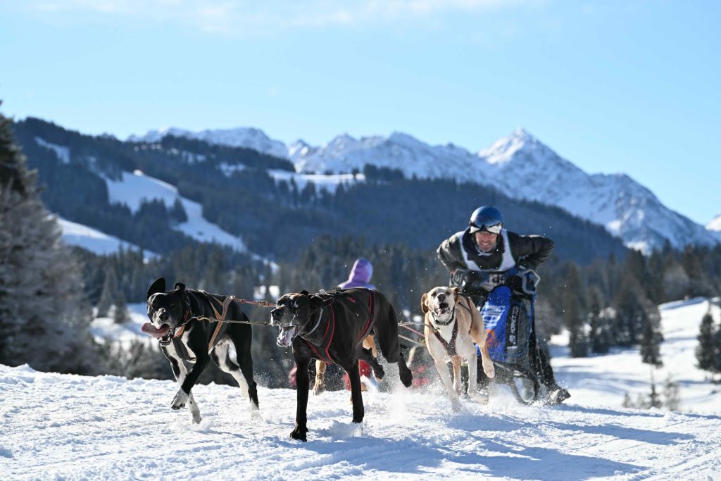 Schlittenhunde Weltcup