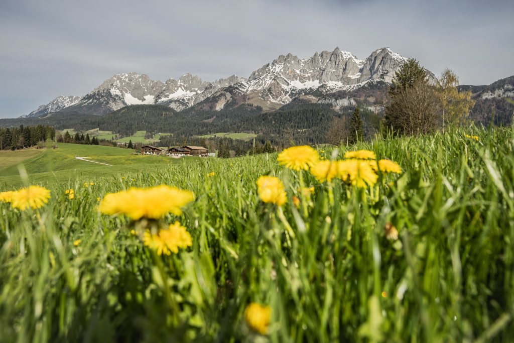 Unten blüht der Löwenzahn, am Wilden Kaiser liegt noch schnee
