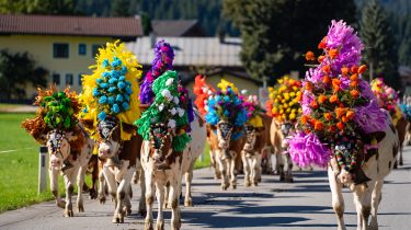 Brixentaler BallonCup und Almabtriebe (c) TVB Kitzbüheler Alpen-Brixental, Fotograf LichtMotiv Media